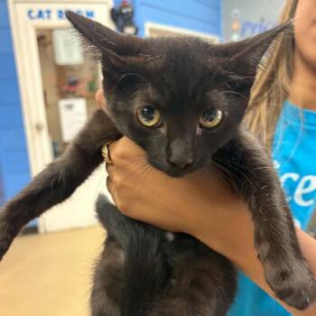 Luna - Chino Hills Location -  Domestic Short Hair Cat for Adoption in Chino Hills, California - Luna - Chino Hills Location | PetCurious