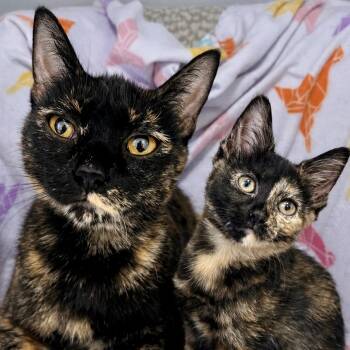 Domestic Short Hair Cats Available for Adoption in Pontiac, Michigan - Coral And Pearl | PetCurious