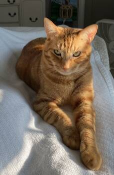 Rescue Domestic Short Hair Cats for Adoption in Dawson, Georgia - Maverick - CL | PetCurious