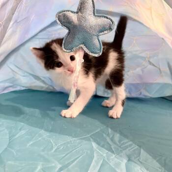 Sprout -  Domestic Short Hair Cat for Adoption in Tulsa, Oklahoma - Sprout | PetCurious