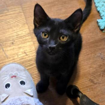 Yogi Boo Boo -  Domestic Short Hair Cat for Adoption - Yogi Boo Boo | PetCurious