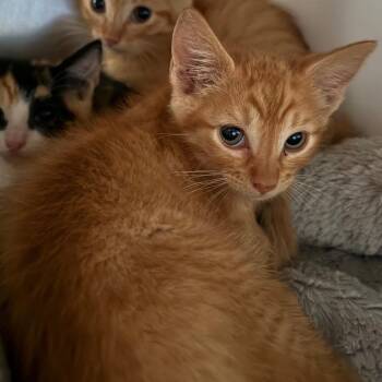 Ace -  Domestic Short Hair Cat for Adoption in Cedaredge, Colorado - Ace | PetCurious