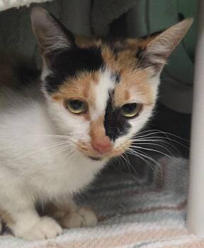 Italy -  Domestic Short Hair Cat for Adoption in Olean, New York - Italy | PetCurious