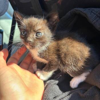 Domestic Short Hair Cats Available for Adoption in Westminster, California - Baby Bullet | PetCurious
