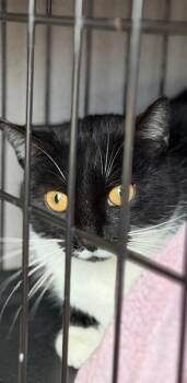 Wyatt -  Domestic Short Hair Cat for Adoption - Wyatt | PetCurious