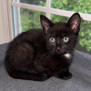 Domestic Short Hair Cats Available for Adoption in Chattanooga, Tennessee - Nectar | PetCurious