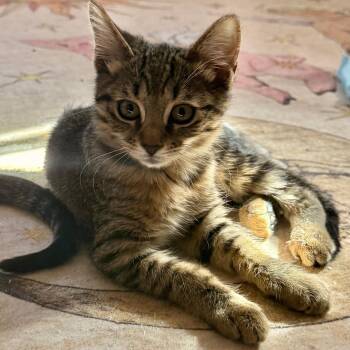Honey Bun -  Domestic Short Hair Cat for Adoption in Parkersburg, West Virginia - Honey Bun | PetCurious
