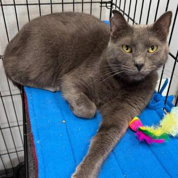 Oswald -  Domestic Short Hair Cat for Adoption in Buffalo, New York - Oswald | PetCurious