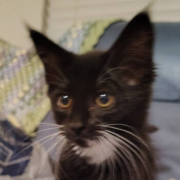 Rescue Domestic Medium Hair Cats for Adoption in Venice, Florida - Whisper | PetCurious