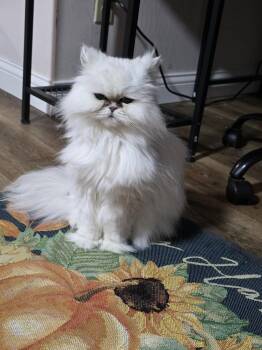 Kiki Diva -  Persian Cat for Adoption in Aurora, Indiana - Kiki Diva | PetCurious