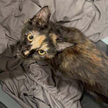 Domestic Short Hair Cats Available for Adoption in Los Angeles, California - Tracey | PetCurious
