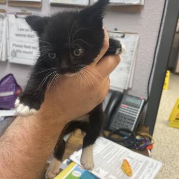 Domestic Short Hair Cats Available for Adoption in Port Charlotte, Florida - Jolene | PetCurious