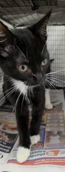 SIMPSON -  Domestic Short Hair Cat for Adoption in Fort Lauderdale, Florida - SIMPSON | PetCurious