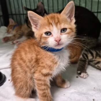 Rescue Domestic Short Hair Cats for Adoption in Montgomery, Alabama - Jace | PetCurious