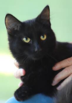 Rescue Domestic Medium Hair Cats for Adoption in North Fort Myers, Florida - Rembrandt | PetCurious