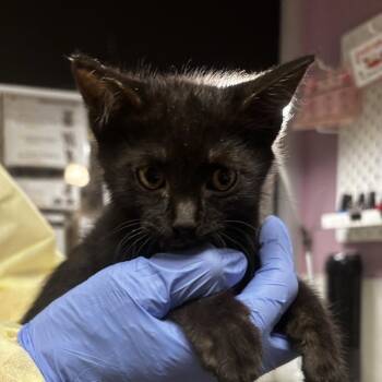 Ghoul -  Domestic Short Hair Cat for Adoption in Salt Lake City, Utah - Ghoul | PetCurious