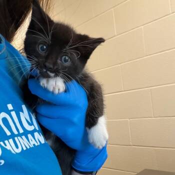Domestic Short Hair Cats Available for Adoption in Council Bluffs, Iowa - Blackberry | PetCurious