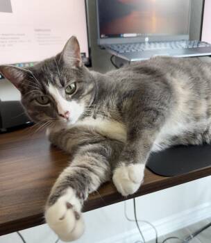 Rescue Domestic Short Hair Cats for Adoption in Terrell Hills, Texas - Dax | PetCurious