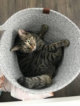 Rescue Domestic Short Hair Cats for Adoption in Youngsville, North Carolina - Tosha | PetCurious