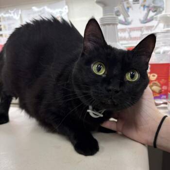 Artemis -  Domestic Short Hair Cat for Adoption in Beaumont, Texas - Artemis | PetCurious