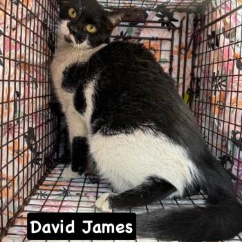David James -  Domestic Short Hair Cat Available for Adoption in Philadelphia, Pennsylvania - David James | PetCurious