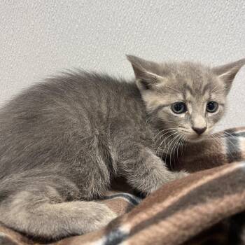 Ludo -  Domestic Short Hair Cat for Adoption in Clearwater, Florida - Ludo | PetCurious