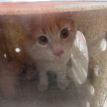 Obe -  Domestic Medium Hair Cat for Adoption in Philadelphia, Pennsylvania - Obe | PetCurious