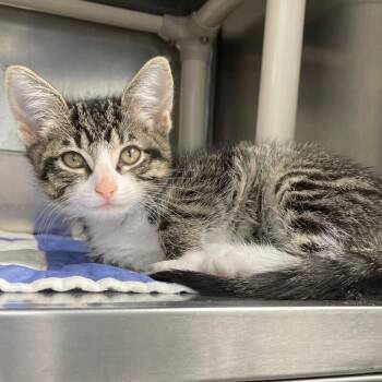Milo -  Domestic Short Hair Cat for Adoption in Roanoke, Virginia - Milo | PetCurious