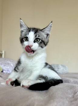 Rescue Domestic Short Hair Cats for Adoption in Springfield, Oregon - Sir Didymus And Bert - Bonded Pair | PetCurious