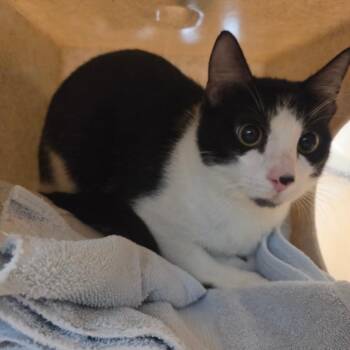 Domestic Short Hair Cats Available for Adoption in Pasadena, California - Alador | PetCurious