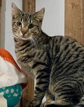 American Shorthair Cats Available for Adoption - McQueen | PetCurious
