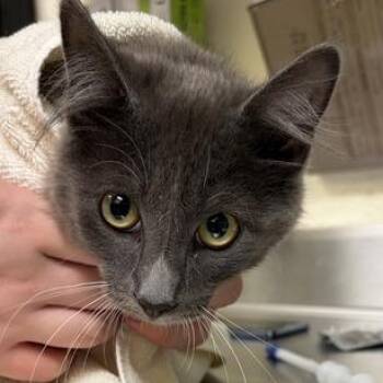 Katya -  Domestic Medium Hair Cat for Adoption in Asheville, North Carolina - Katya | PetCurious