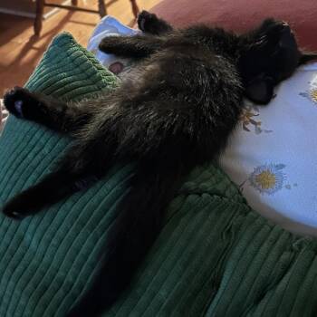 Cary -  Domestic Short Hair Cat for Adoption in Evanston, Illinois - Cary | PetCurious