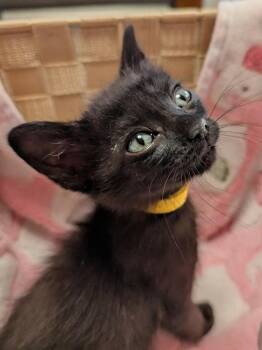 Sand Dollar -  Domestic Short Hair Cat for Adoption in Warner Robins, Georgia - Sand Dollar | PetCurious