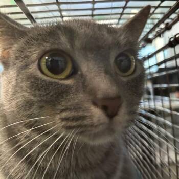 Holly -  Domestic Short Hair Cat for Adoption in Des Moines, Iowa - Holly | PetCurious