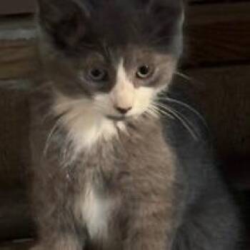 Granite -  Domestic Short Hair Cat for Adoption in Rochester, Minnesota - Granite | PetCurious