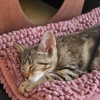 Tomi -  Domestic Short Hair Cat for Adoption in NEW PT RICHEY, Florida - Tomi | PetCurious