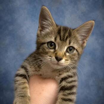Kelsey -  Domestic Short Hair Cat for Adoption in Taylorsville, North Carolina - Kelsey | PetCurious
