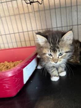 Domestic Short Hair Cats Available for Adoption in Bossier City, Louisiana - Luna | PetCurious