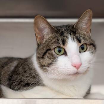 Domestic Short Hair Cats Available for Adoption - Poppy And Chubby | PetCurious