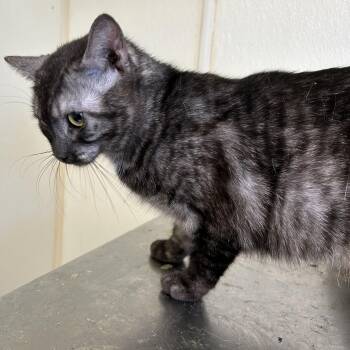 Tabby Cats Available for Adoption in Lambertville, New Jersey - Smoke | PetCurious