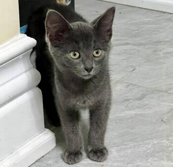 Eliza (bonded with Eren) -  Domestic Short Hair Cat for Adoption in Vaughan, Ontario - Eliza (bonded With Eren) | PetCurious