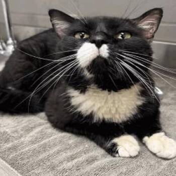 Sylvester -  Domestic Short Hair Cat for Adoption in Indianapolis, Indiana - Sylvester | PetCurious