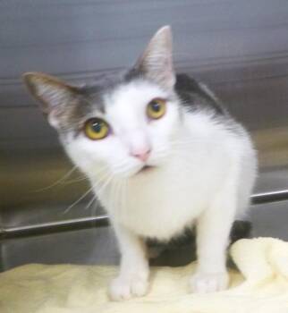 Trigger -  Domestic Short Hair Cat for Adoption in Lafayette, Louisiana - Trigger | PetCurious