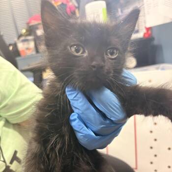 Chow Mein -  Domestic Long Hair Cat for Adoption in Newark, New Jersey - Chow Mein | PetCurious