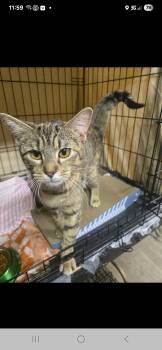 Rescue Domestic Short Hair Cats for Adoption in Whitewater, Wisconsin - Fancy | PetCurious