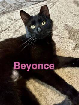 Domestic Short Hair Cats Available for Adoption in Wadsworth, Ohio - Beyonce | PetCurious