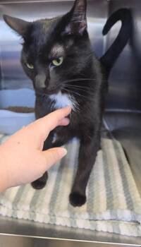 Domestic Short Hair Cats Available for Adoption - Motel | PetCurious