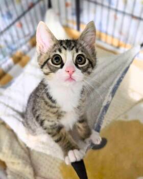 Umber -  Domestic Short Hair Cat for Adoption in Novato, California - Umber | PetCurious