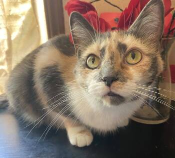 Rescue Domestic Short Hair Cats for Adoption in Burton, Michigan - Iris | PetCurious